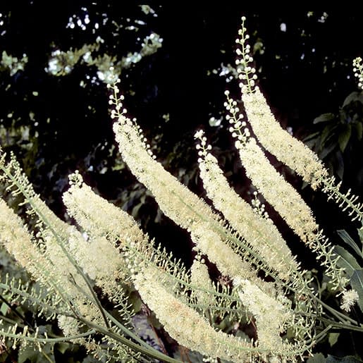 A picture of black cohosh, a medicinal plant with tall white flower spikes and dark green leaves.